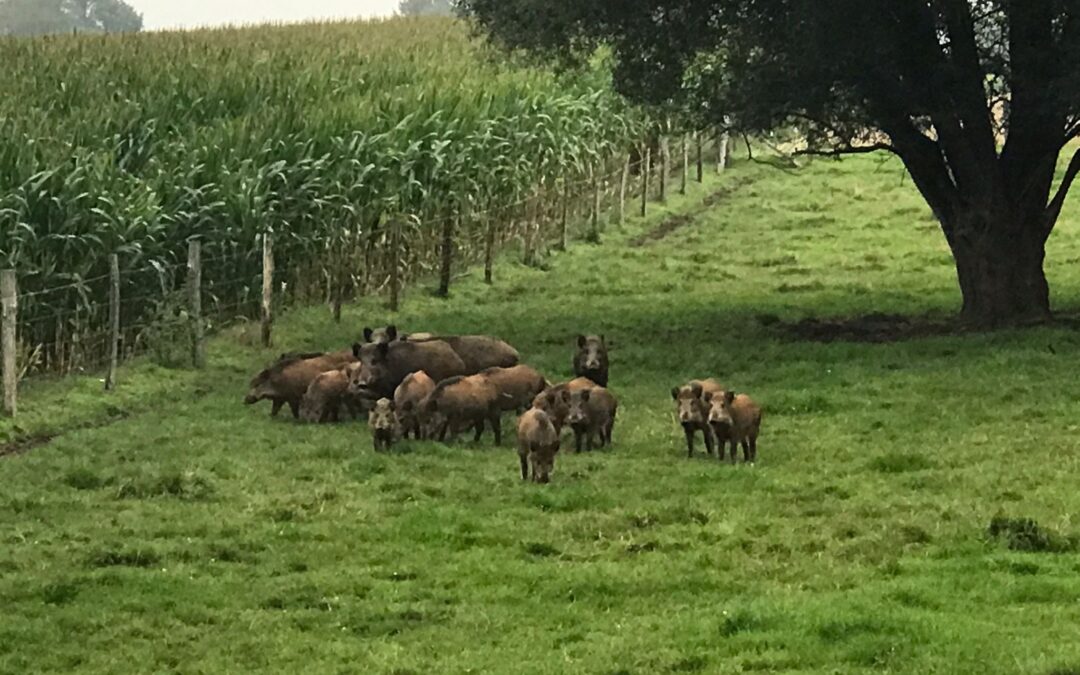 Beheer van everzwijnen in bewoonde gebieden i.s.m. Agentschap voor Natuur en Bos.